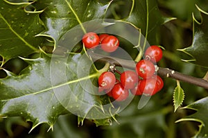 Holly Berries - Ilex aquifolium