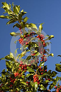 Holly Berries - Ilex aquifolium