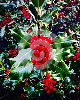 Holly Berries