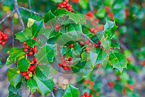 Holly Berries and Leaves