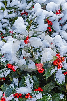 Holly Berries and Leaves with Snow