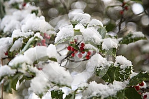 Holly berries on tree with snow