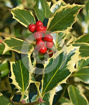 Holly berry