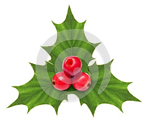 Holly berry Christmas decoration isolated