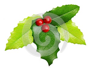Holly berry Christmas decoration isolated