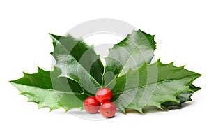 Holly berry leaves isolated