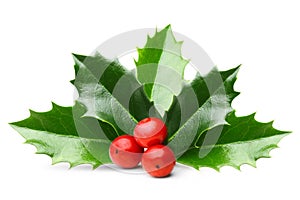 Holly berry leaves isolated photo