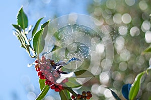 Holly berry with a spider web