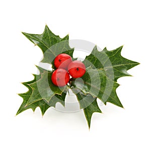 Holly berry sprig, christmas symbol