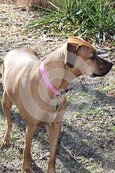 Holly A Black Mouth Cur