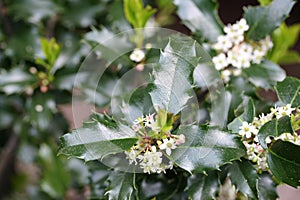 Holly Blossoms photo