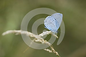 Holly blue