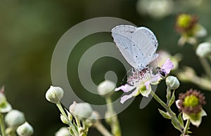 Holly blue butterfly