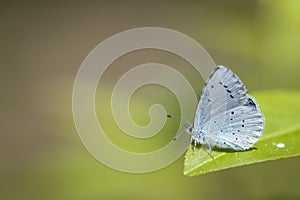 Holly blue butterfly