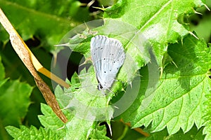 Holly Blue Butterfly - Celastrina argiolus