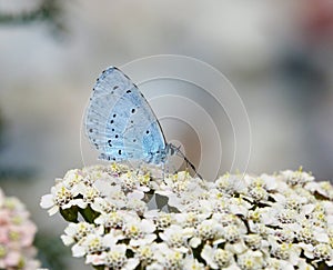 Holly Blue Butterfly - Celastrina argiolus.