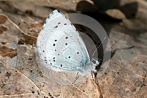 The Holly Blue butterfly (Celastrina argiolus)