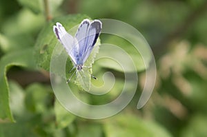 Holly Blue Butterfly (Celastrina argiolus)