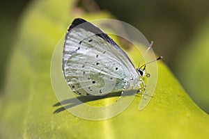 Holly Blue Butterfly Celastrina argiolus