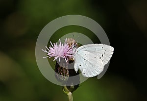 A Holly blue Butterfly, Celastrina argiolus, feeding on the nectar of a thistle flower. photo