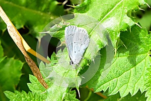 Holly Blue Butterfly - Celastrina argiolus photo