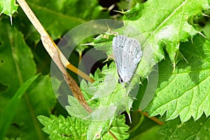Holly Blue Butterfly - Celastrina argiolus photo