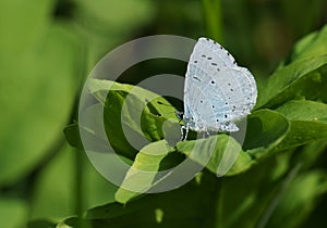 A Holly Blue Butterfly, Celastrina argiolus, perching on a leaf in springtime.