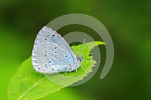 Holly Blue Butterfly - Celastrina argiolus resting on a nettle leaf photo