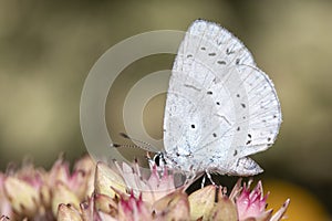 Holly Blue Butterfly (Celastrina argiolus) on Sedum \'Matrona