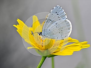 Holly blue butterfly on daisy
