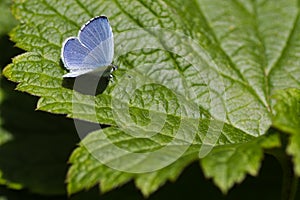 Holly Blue butterfly on green leaf