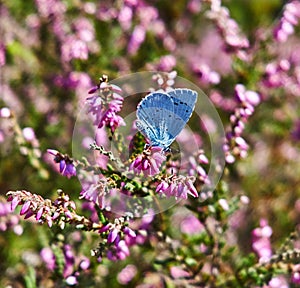 Holly blue butterfly on Heather