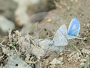 The holly blue butterfly in Lamtaklong, Thailand