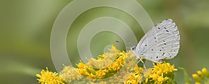 Holly blue butterfly panorama shot