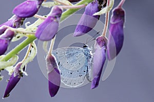 Holly blue butterfly with purple flowers