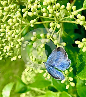 Holly Blue butterfly settles on Climbing Hydrangea