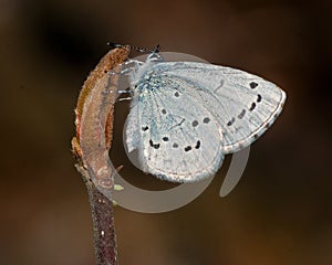 The holly blue Celastrina argiolus