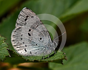 The holly blue Celastrina argiolus