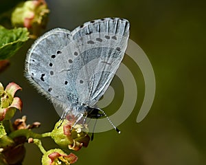 The holly blue Celastrina argiolus