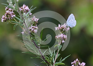 The holly blue, Celastrina argiolus