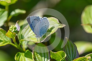 Holly blue celastrina argiolus