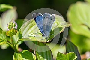 Holly blue celastrina argiolus