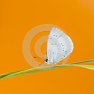 Holly blue, Celastrina argiolus