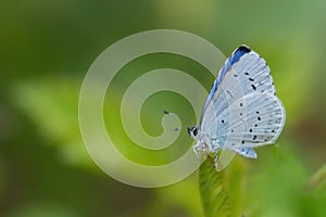 Holly Blue - Celastrina argiolus photo