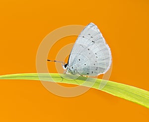 Holly blue, Celastrina argiolus photo