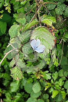 Holly Blue, Celastrina argiolus, Butterfly, Norfolk, England, UK photo