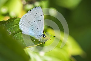 Holly blue, Celastrina argiolus, butterfly perched in a forest