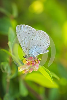 Holly blue Celastrina argiolus butterfly pollinating