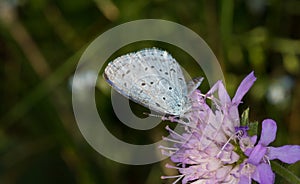 Holly blue Celastrina argiolus butterfly in spring photo