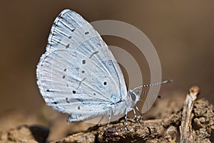 Holly blue Celastrina argiolus butterfly photo
